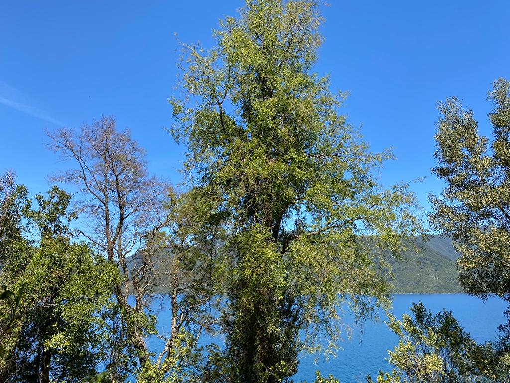 Parcela 5.000 Mts2, 35 metros de Orilla de Lago Colico.